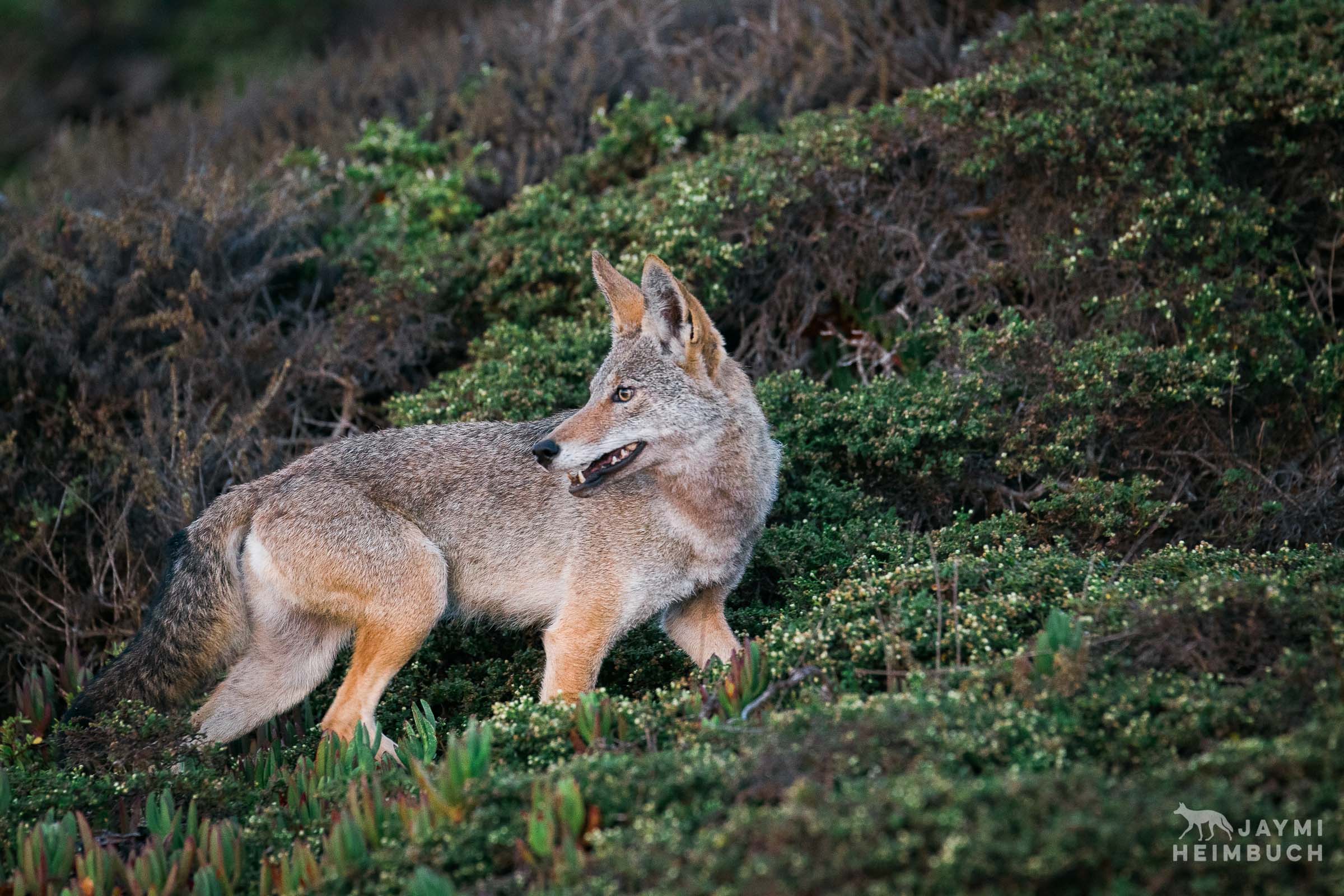 coyote in brush