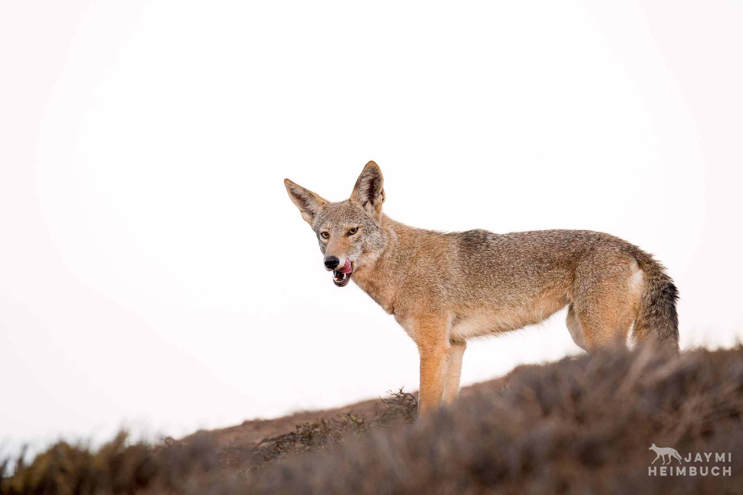 coyote licking lips