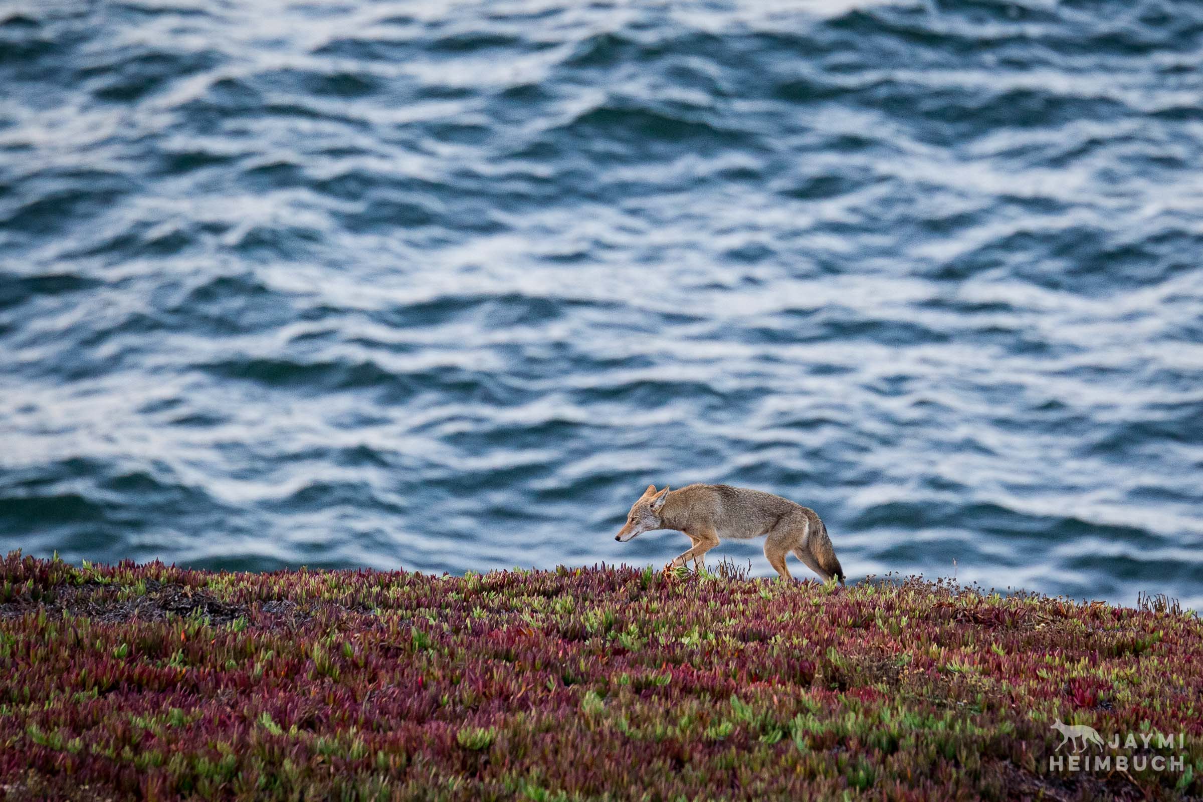 coyote at beach