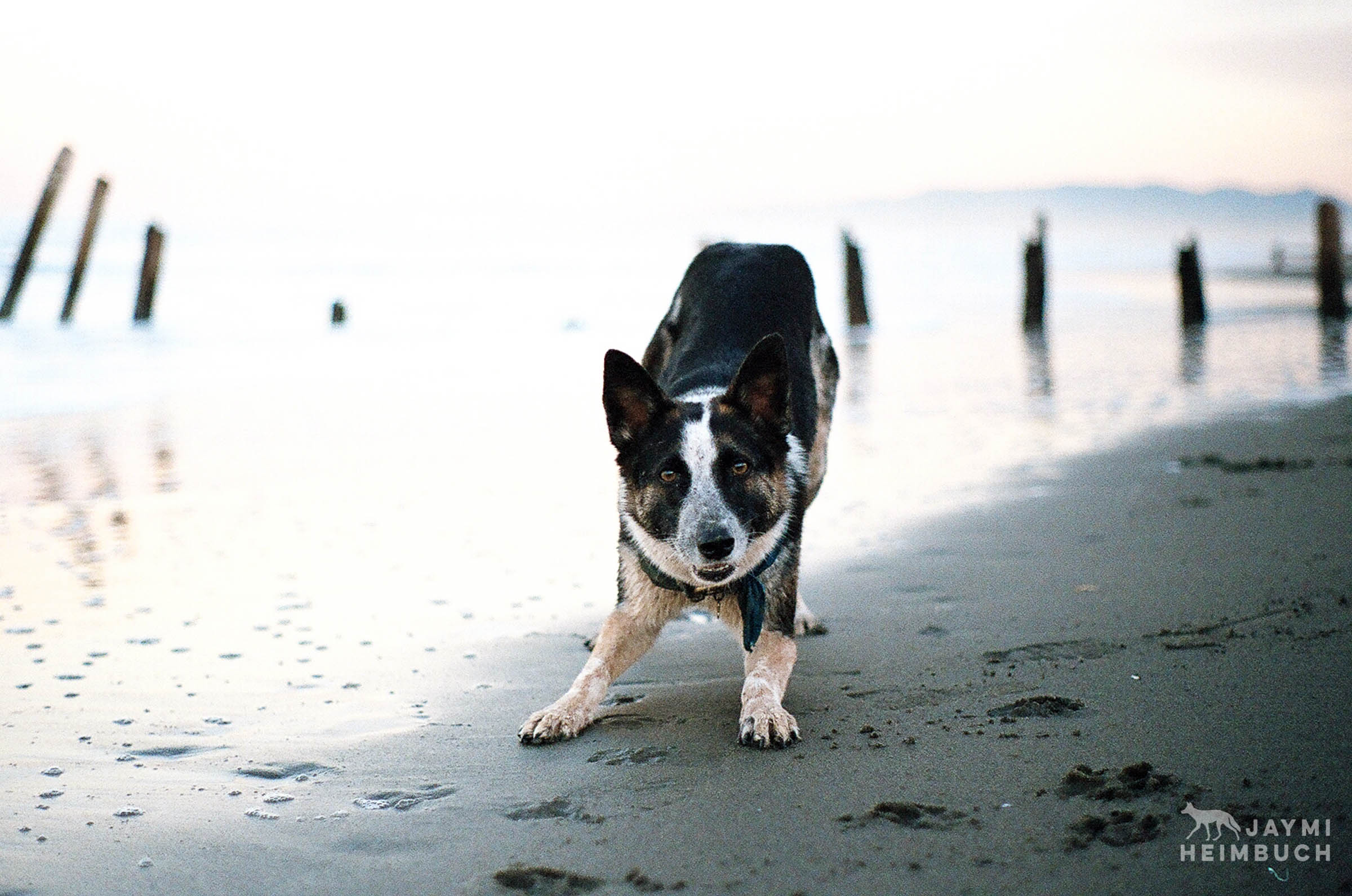 35mm film photo of a dog