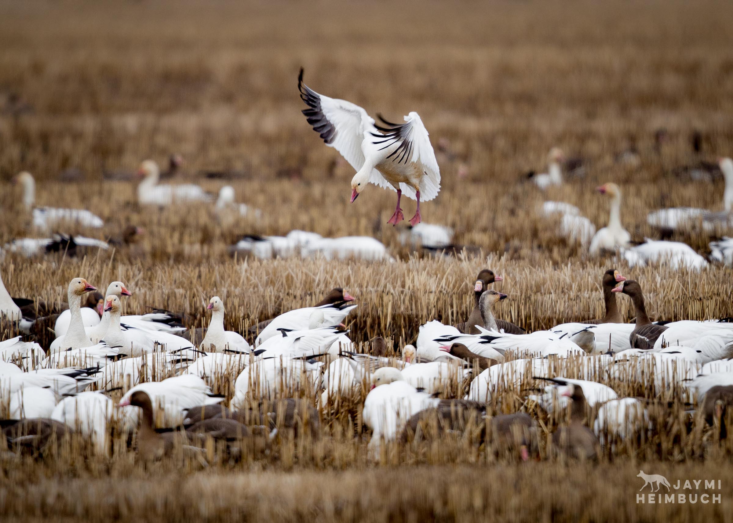 snow goose landing in field