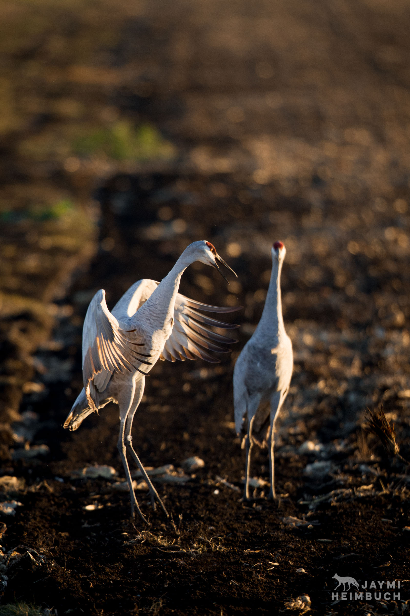 sandhill cranes dancing