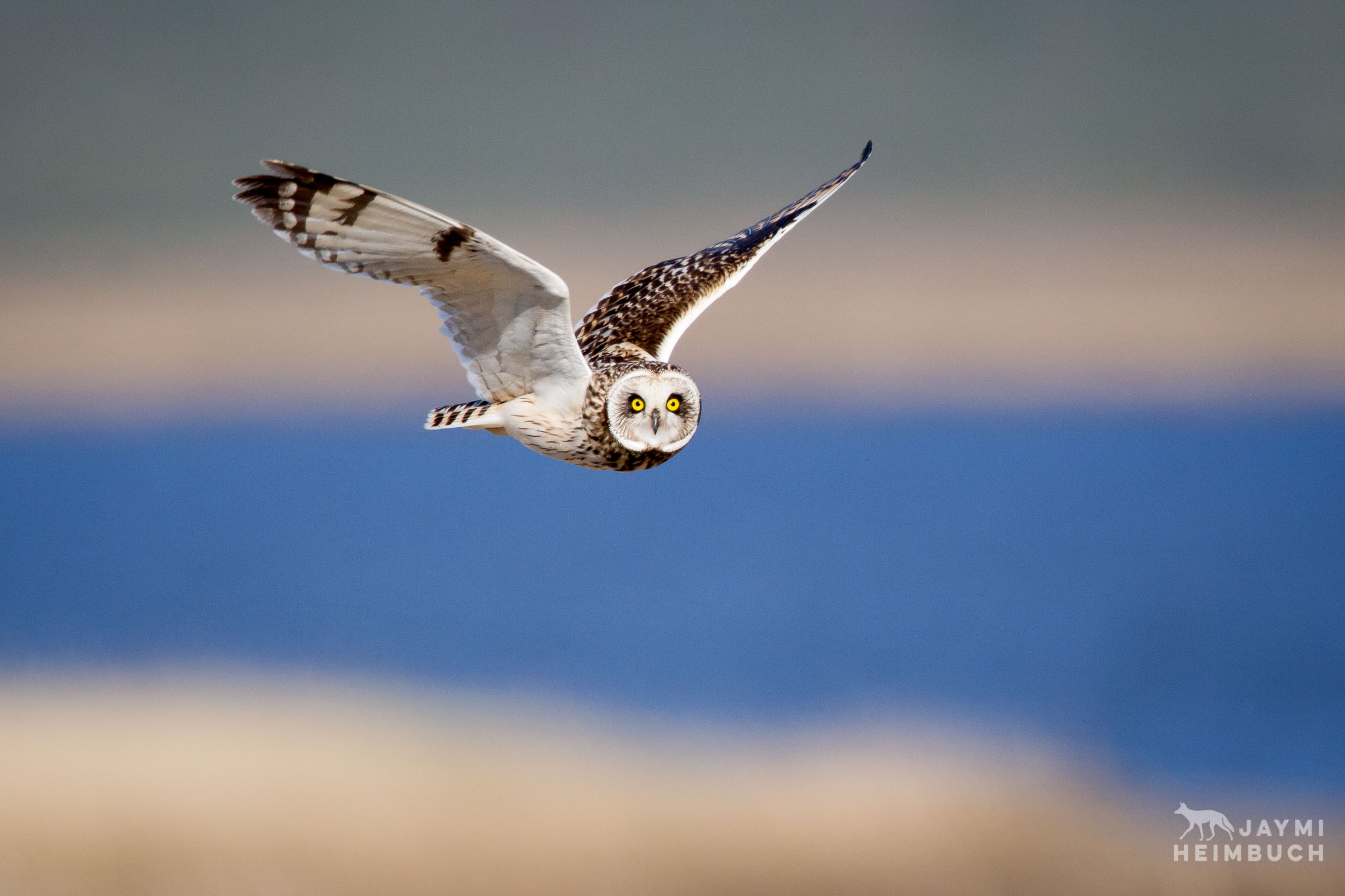 short-eared owl in flight, nome alaska