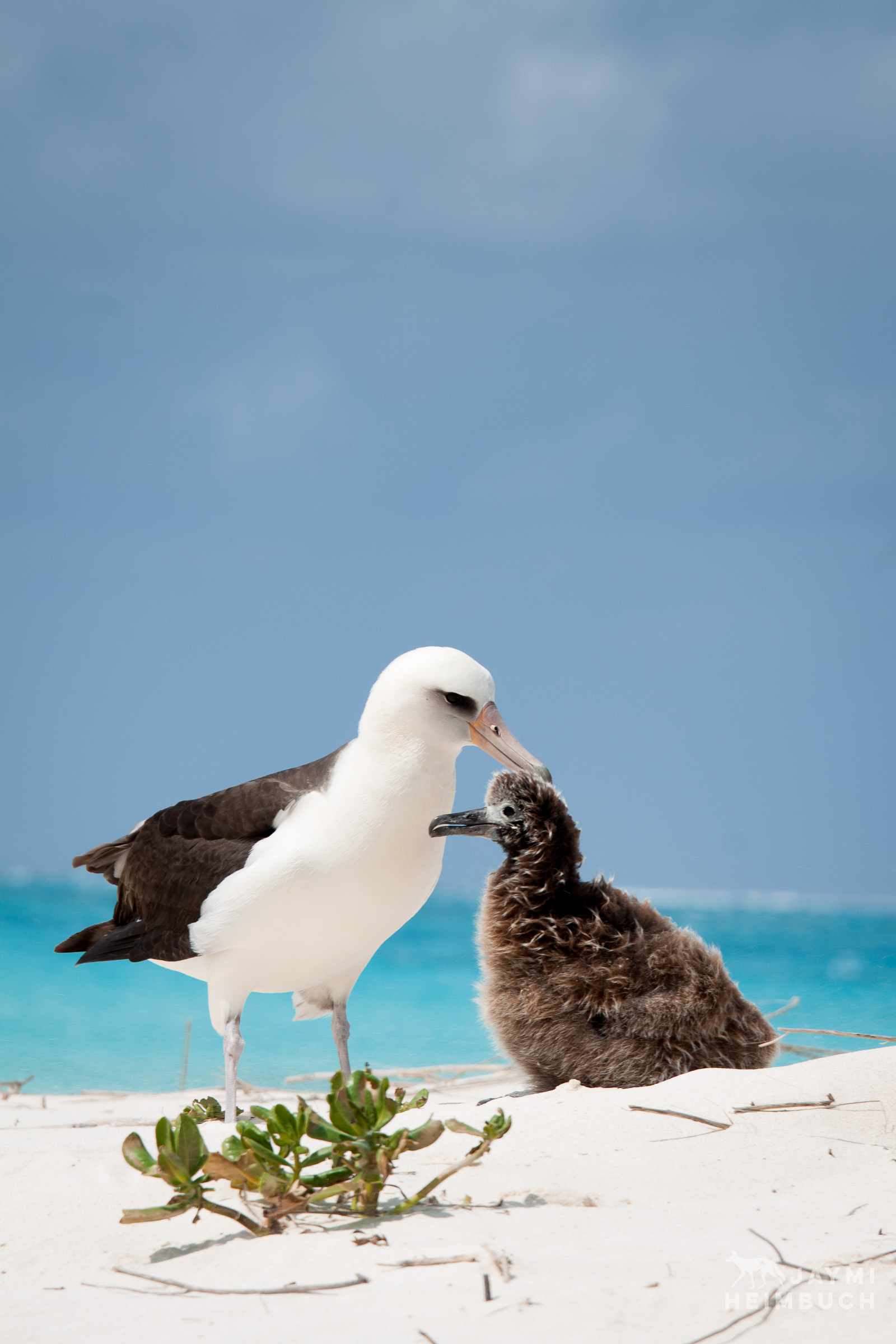 laysan albatross parent with chick