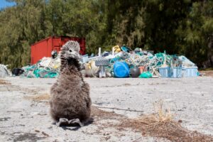 albatross chick in front of trash pile