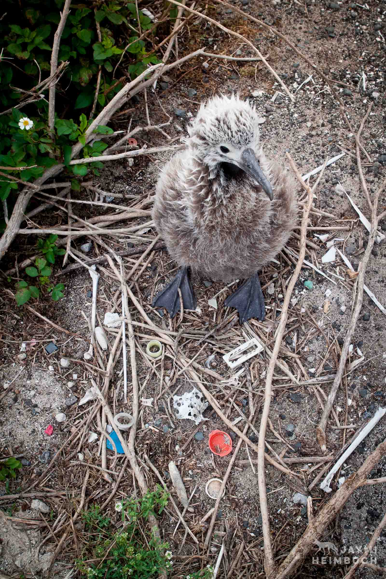 Laysan albatross (Phoebastria immutabilis) chick at nest with bones and plastic, Midway Atoll