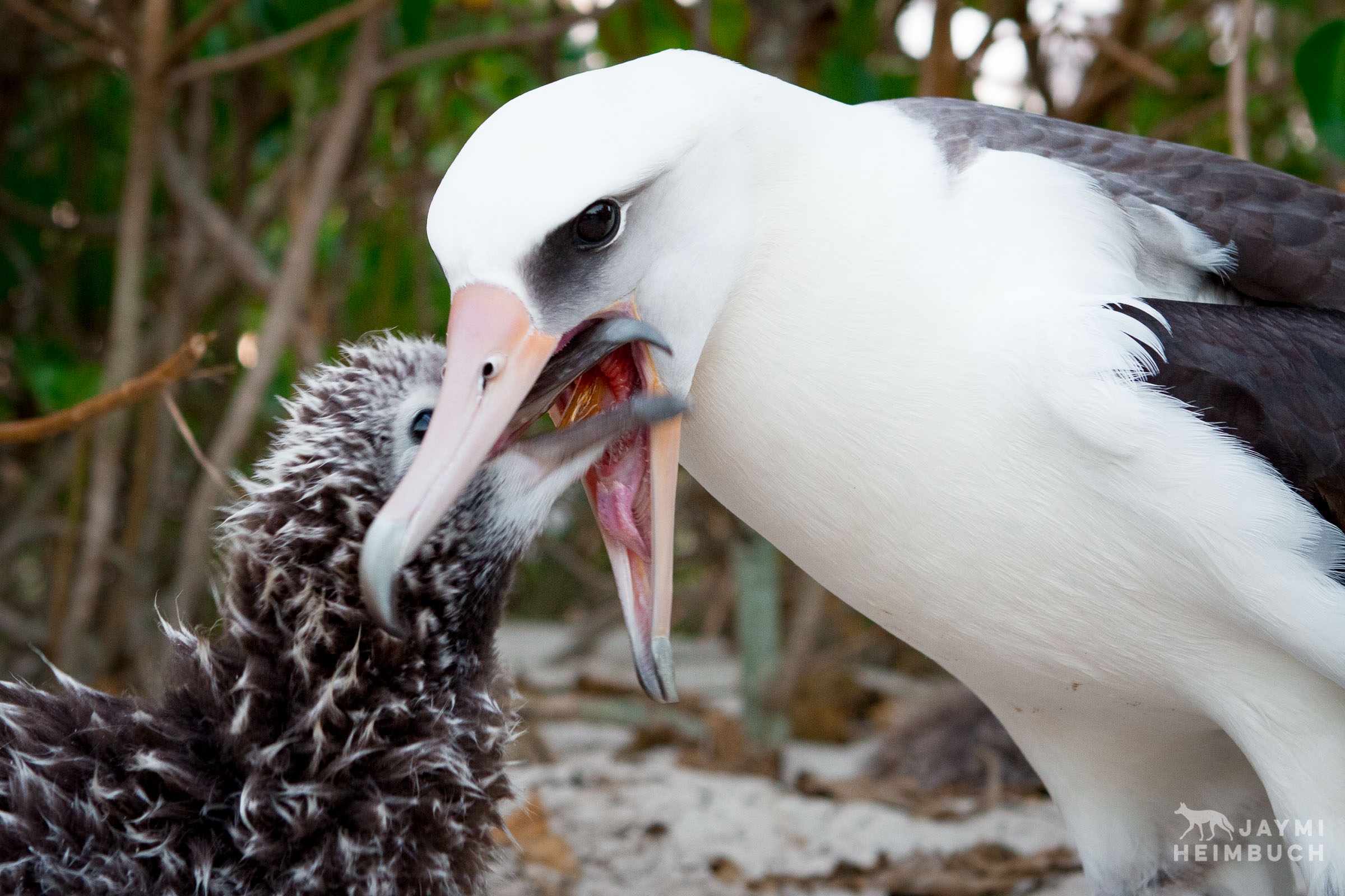 laysan albatross feeding chick