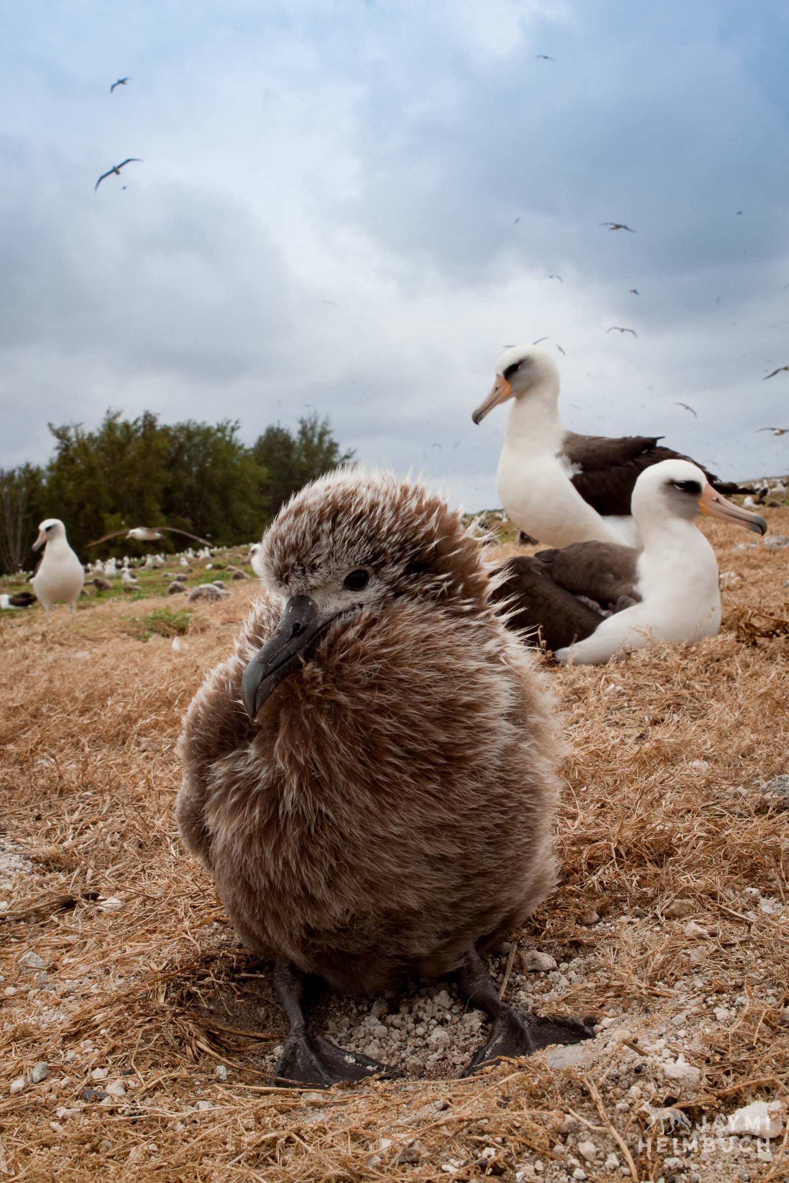 laysan albatross chick in nest cup