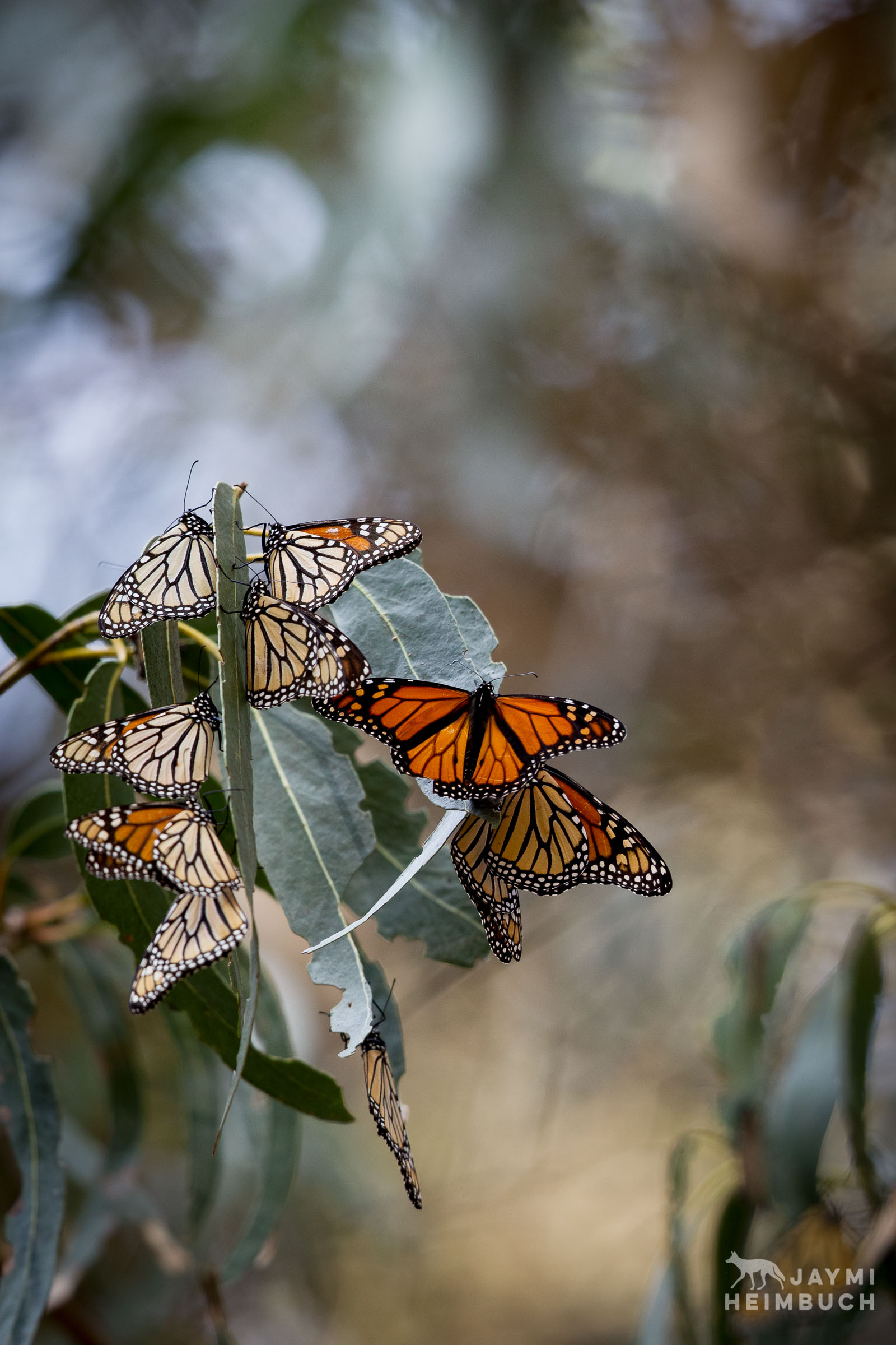 monarch butterflies, pismo beach, california