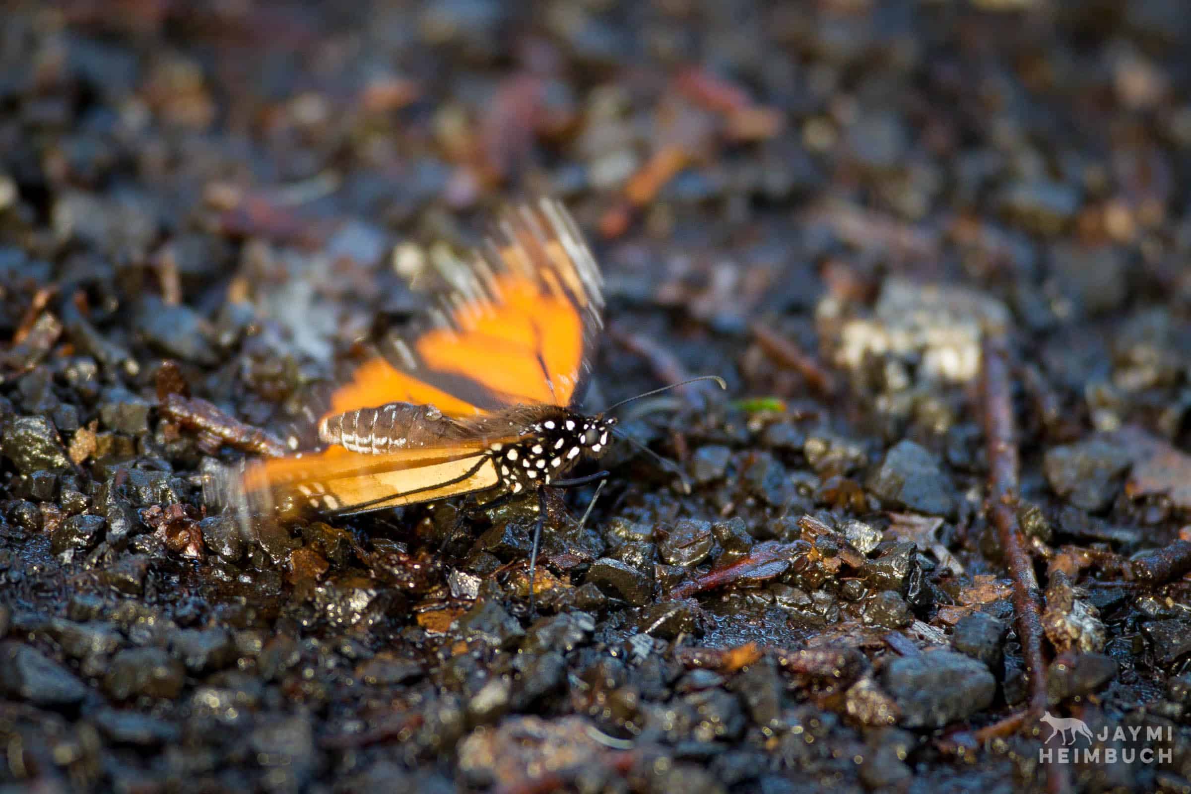 monarch butterflies, pismo beach, california