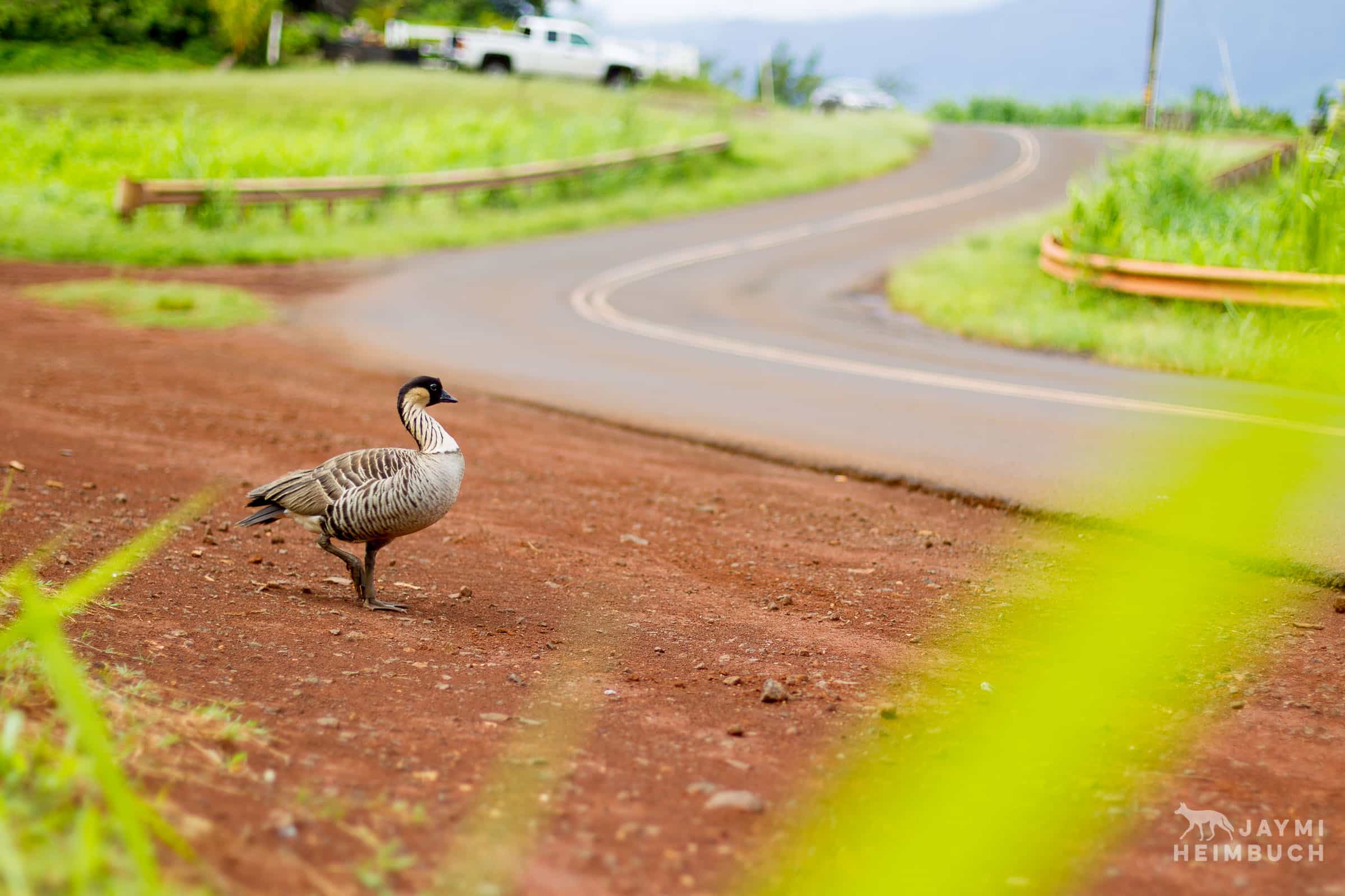 Nene goose, Kauai, Hawaii