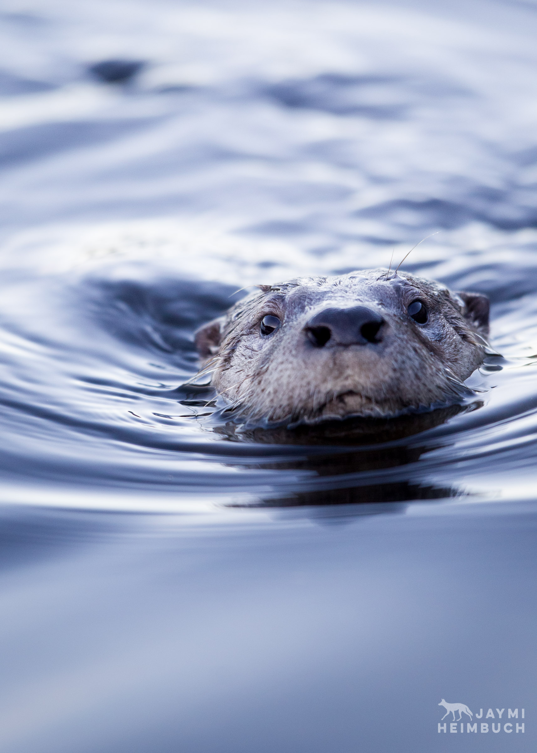 Wild North American River Otter, San Francisco Bay Area