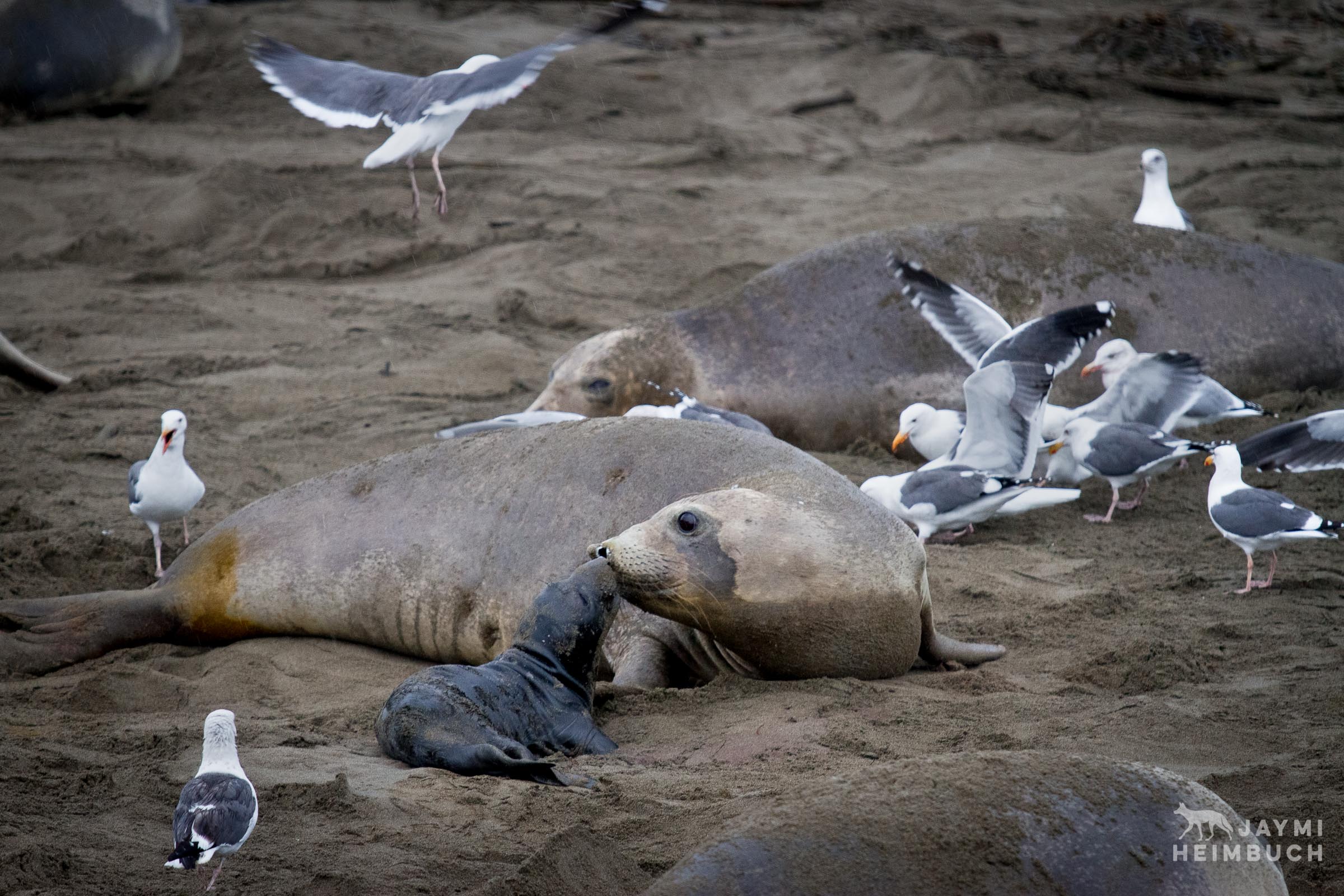 A female northern elephant seal (Mirounga angustirostris) inspects her pup after just giving birth