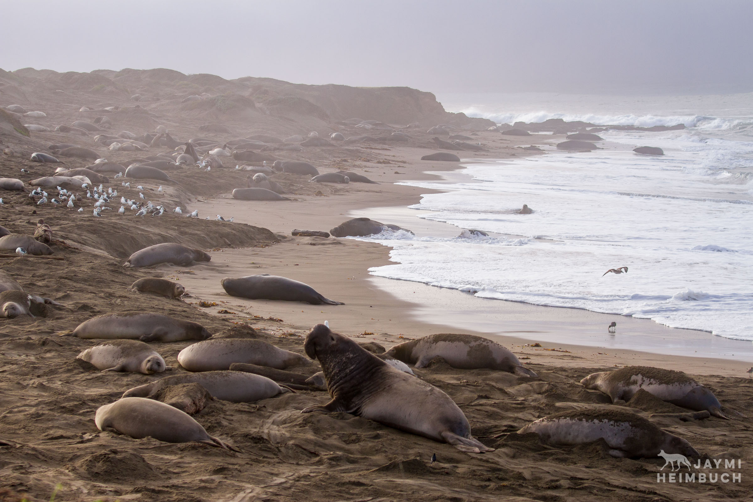 Northern elephant seals on a beach, piedras blancas, california