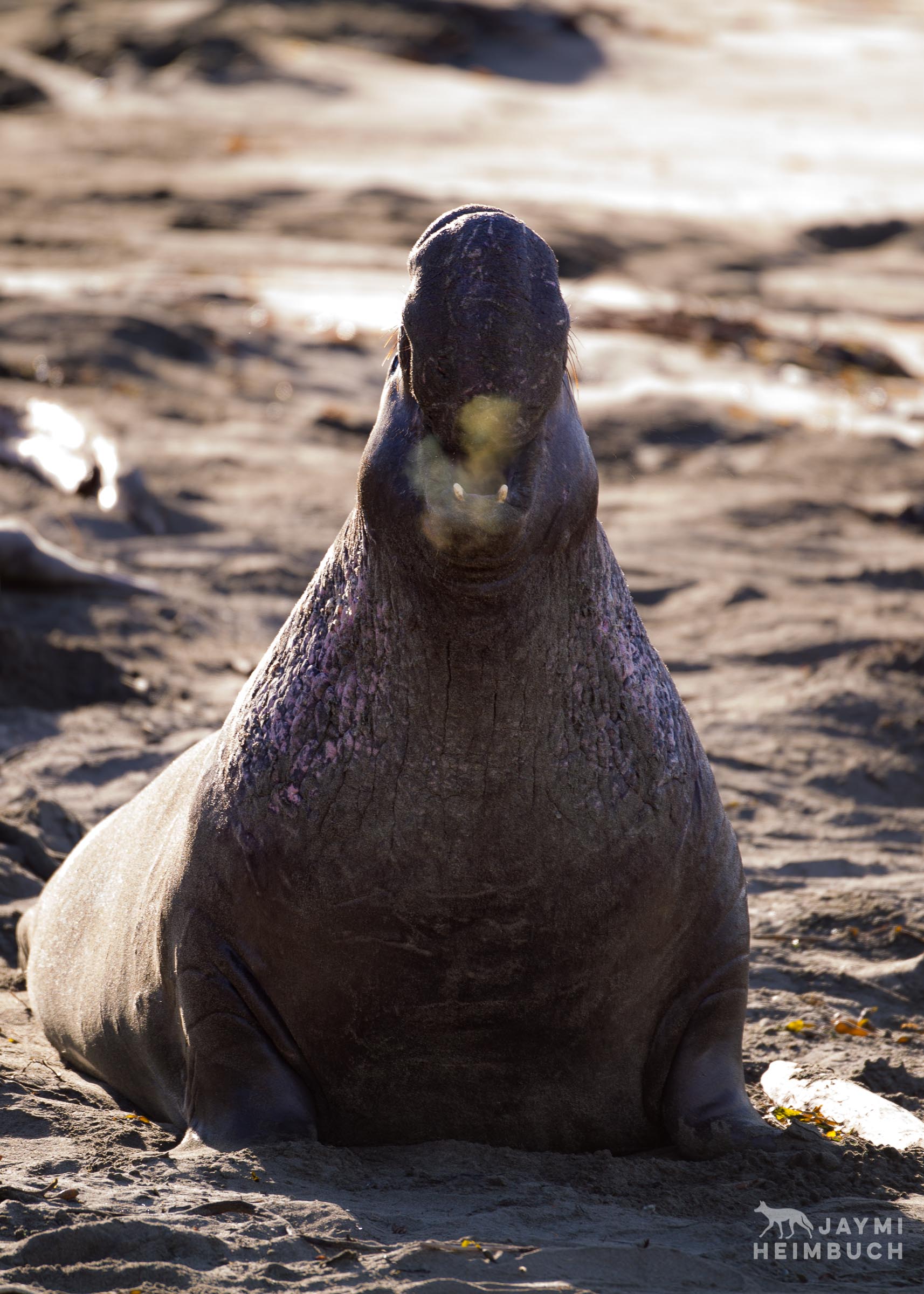A male northern elephant seal bellows with foggy breath emerging from its mouth
