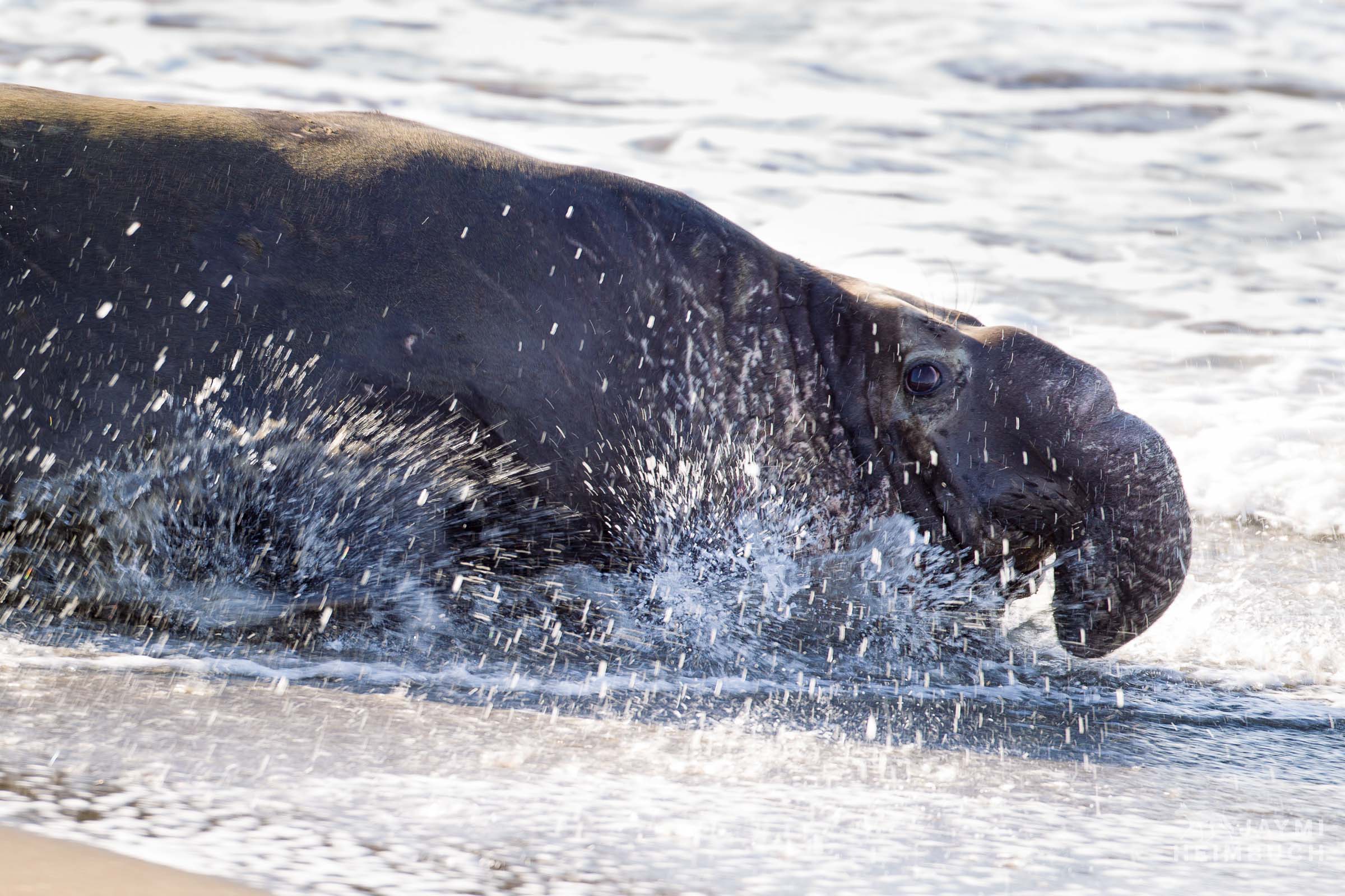 A male northern elephant seal (Mirounga angustirostris) retreats into the ocean