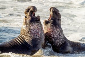 Two male northern elephant seals (Mirounga angustirostris) fight in the shallow surf