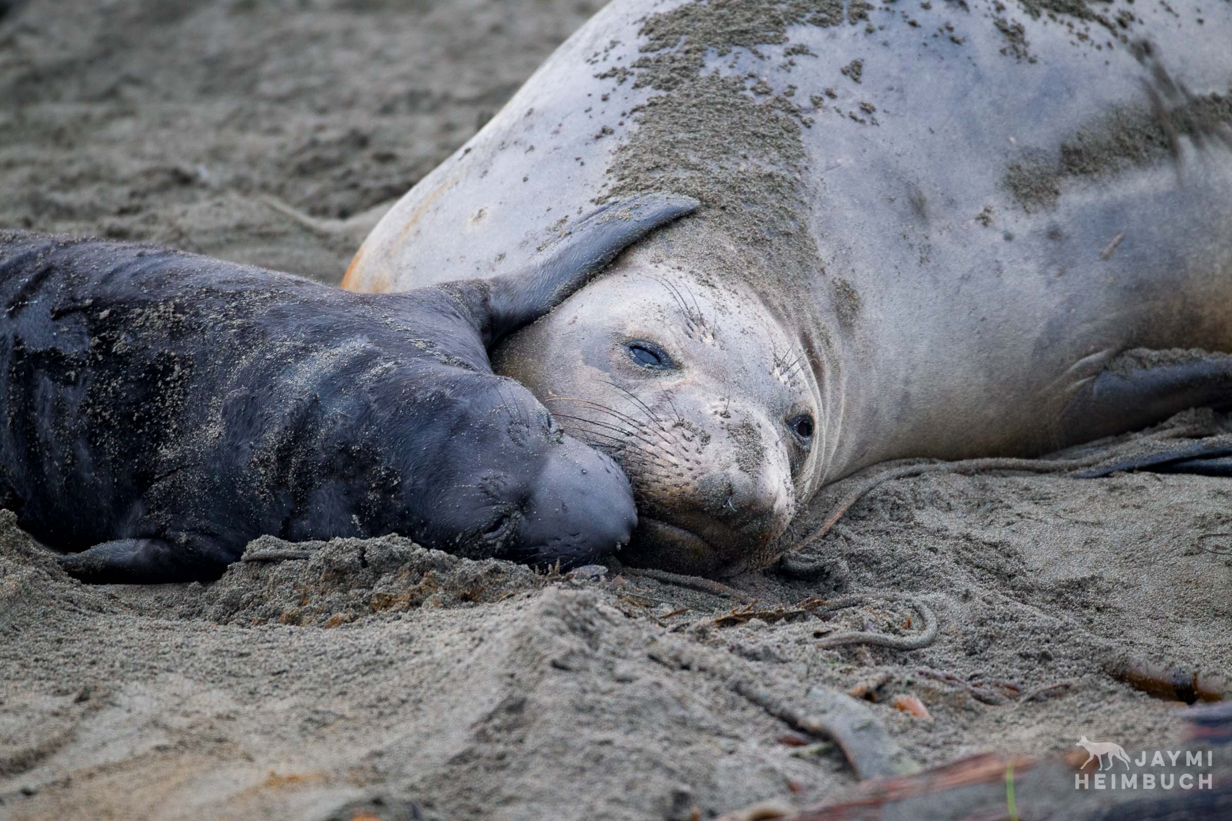 A female northern elephant seal (Mirounga angustirostris) cuddles with her pup on the beach