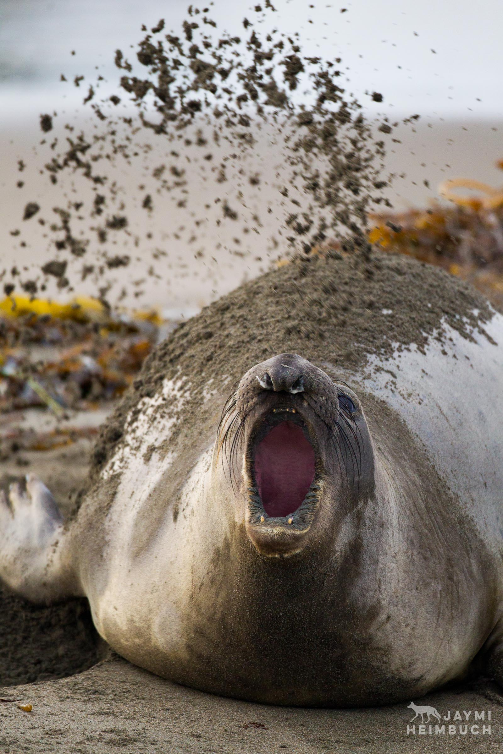 A female northern elephant seal (Mirounga angustirostris) throws sand while bellowing