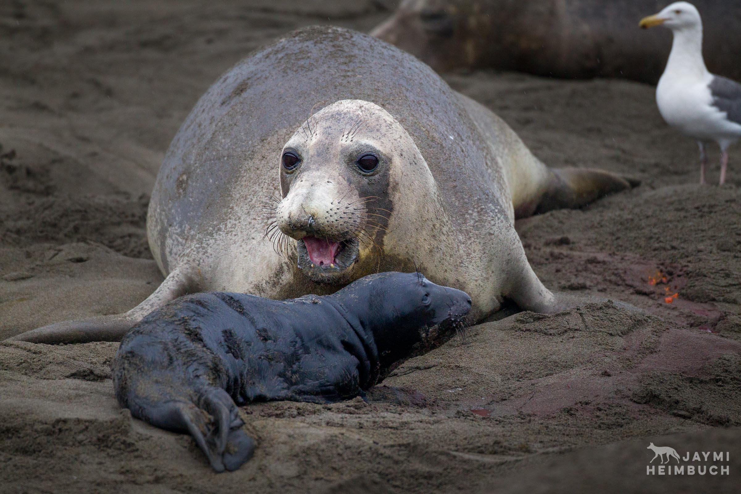 A female northern elephant seal (Mirounga angustirostris) inspects her pup after just giving birth
