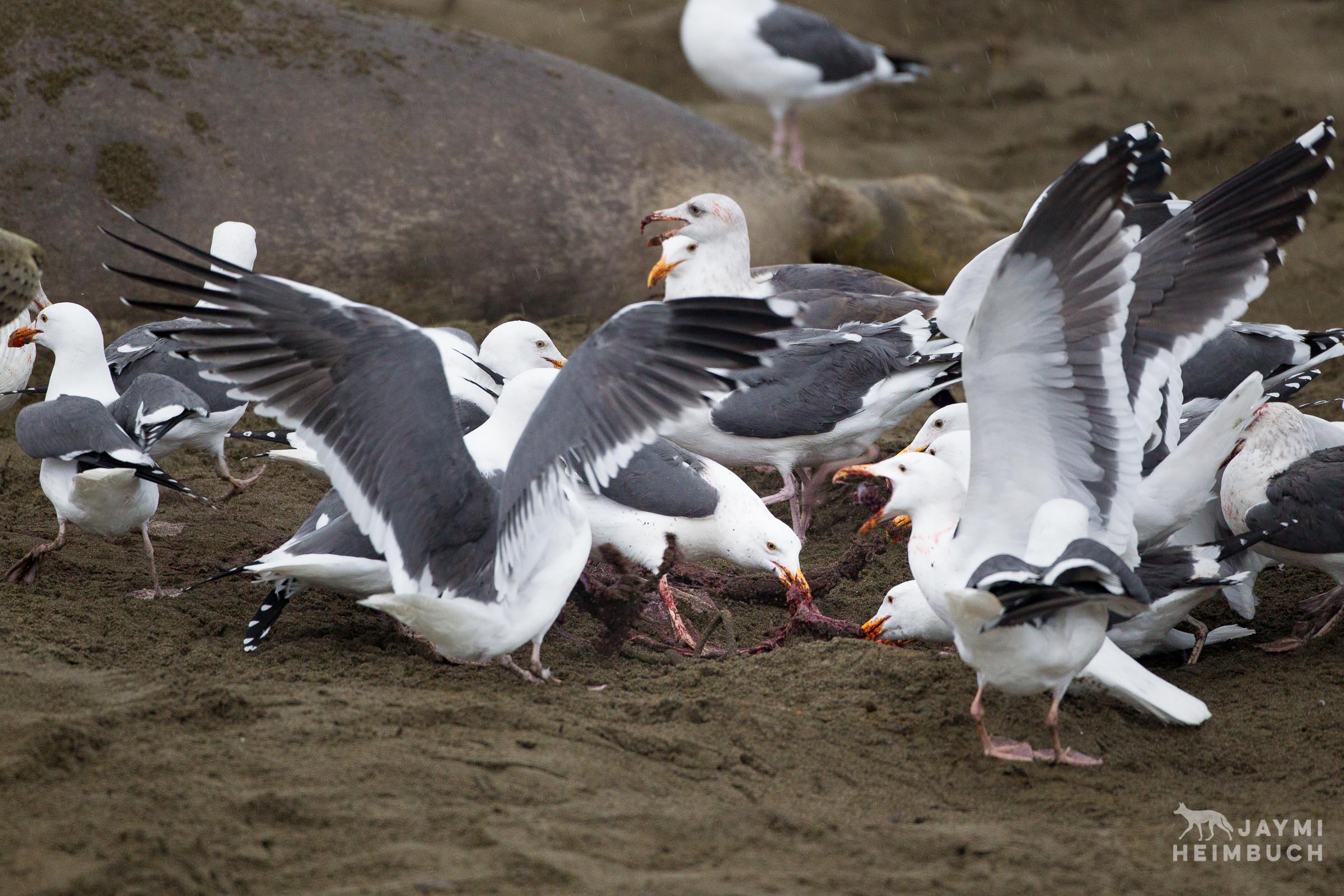Western gulls eat the placenta after a northern elephant seal (Mirounga angustirostris) gives birth