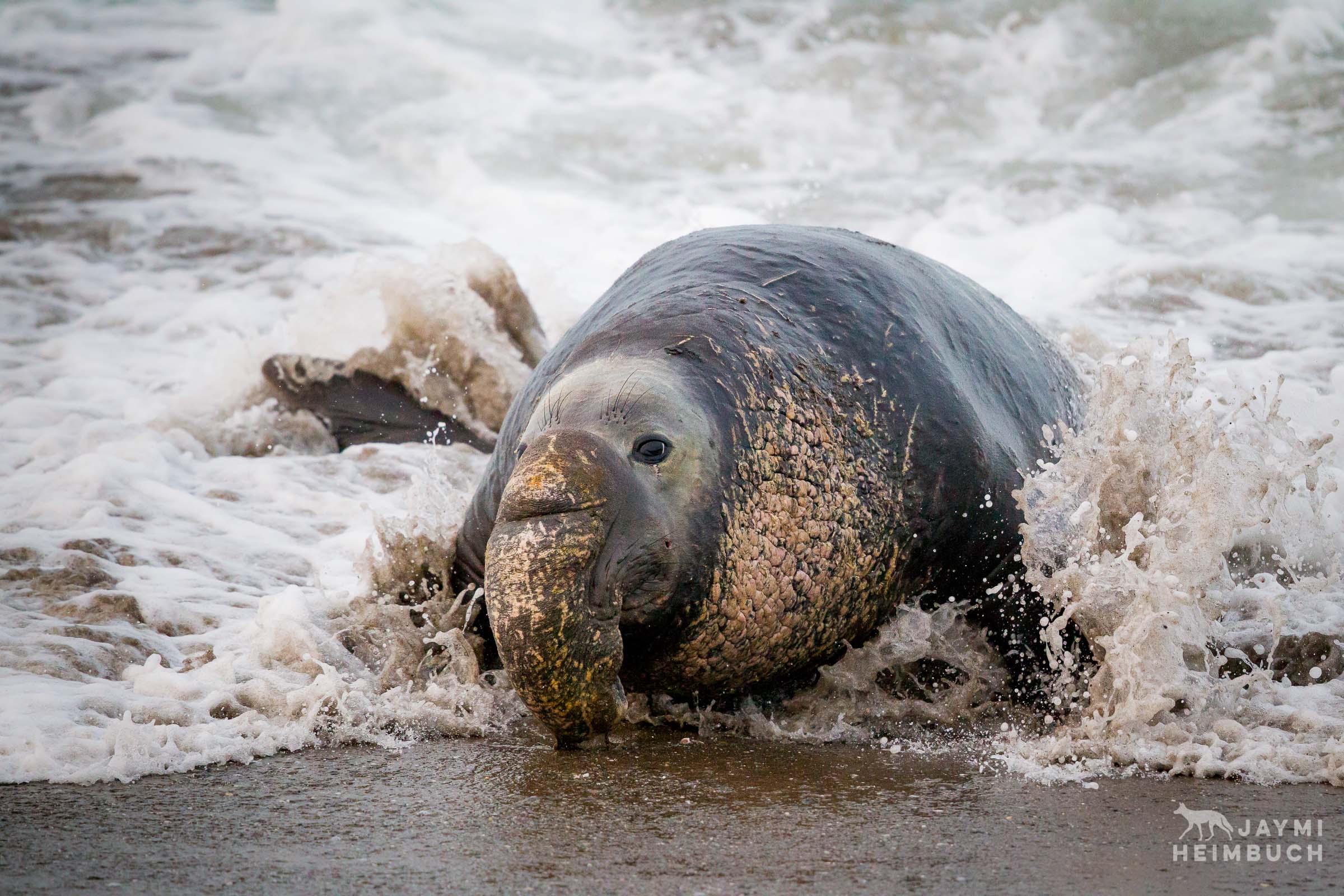 A male northern elephant seal (Mirounga angustirostris) exits the ocean surf onto the beach