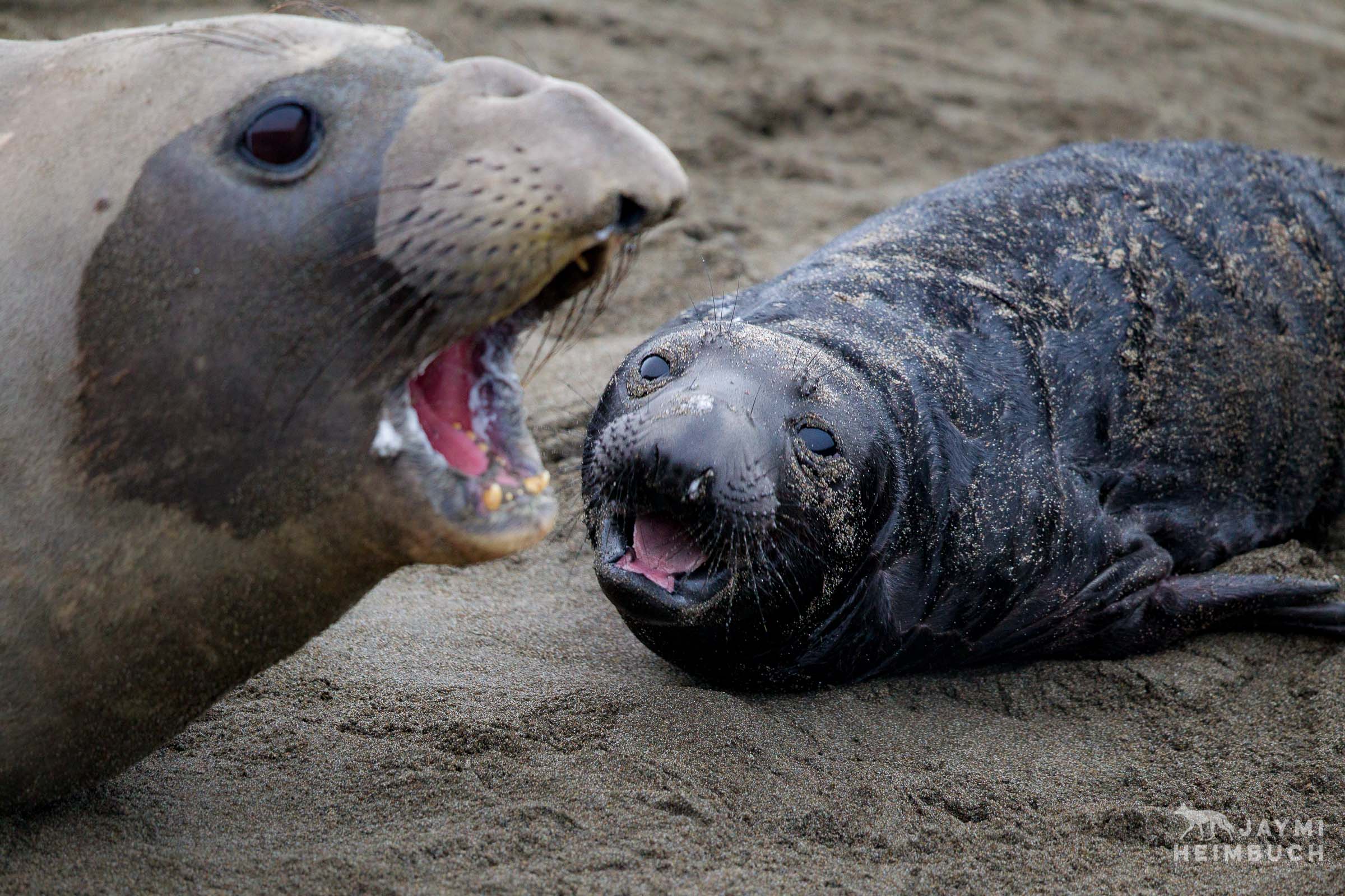 A female northern elephant seal (Mirounga angustirostris) and her pup vocalize