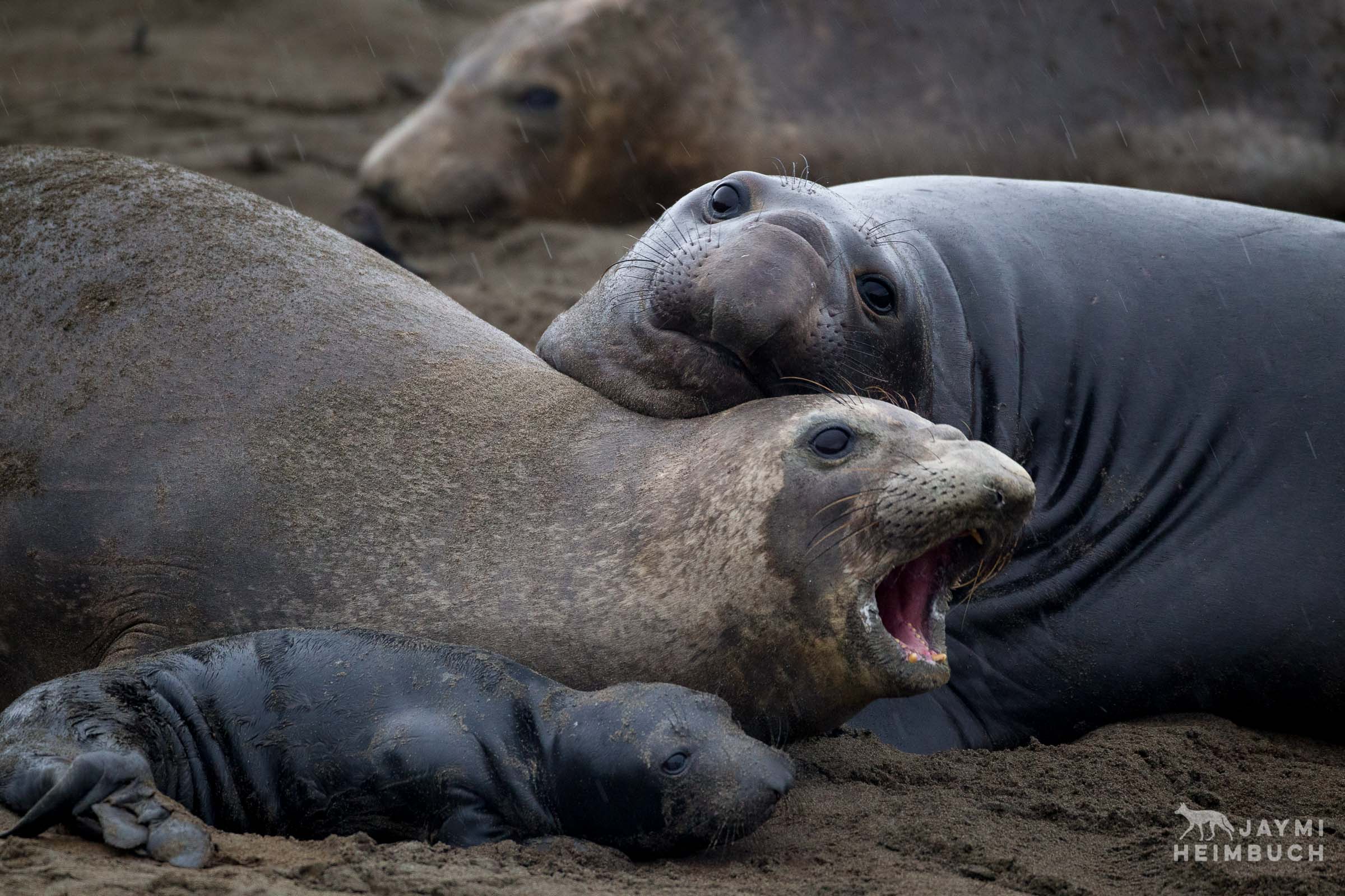 A female northern elephant seal (Mirounga angustirostris) wards off a curious juvenile male, while protecting her pup.