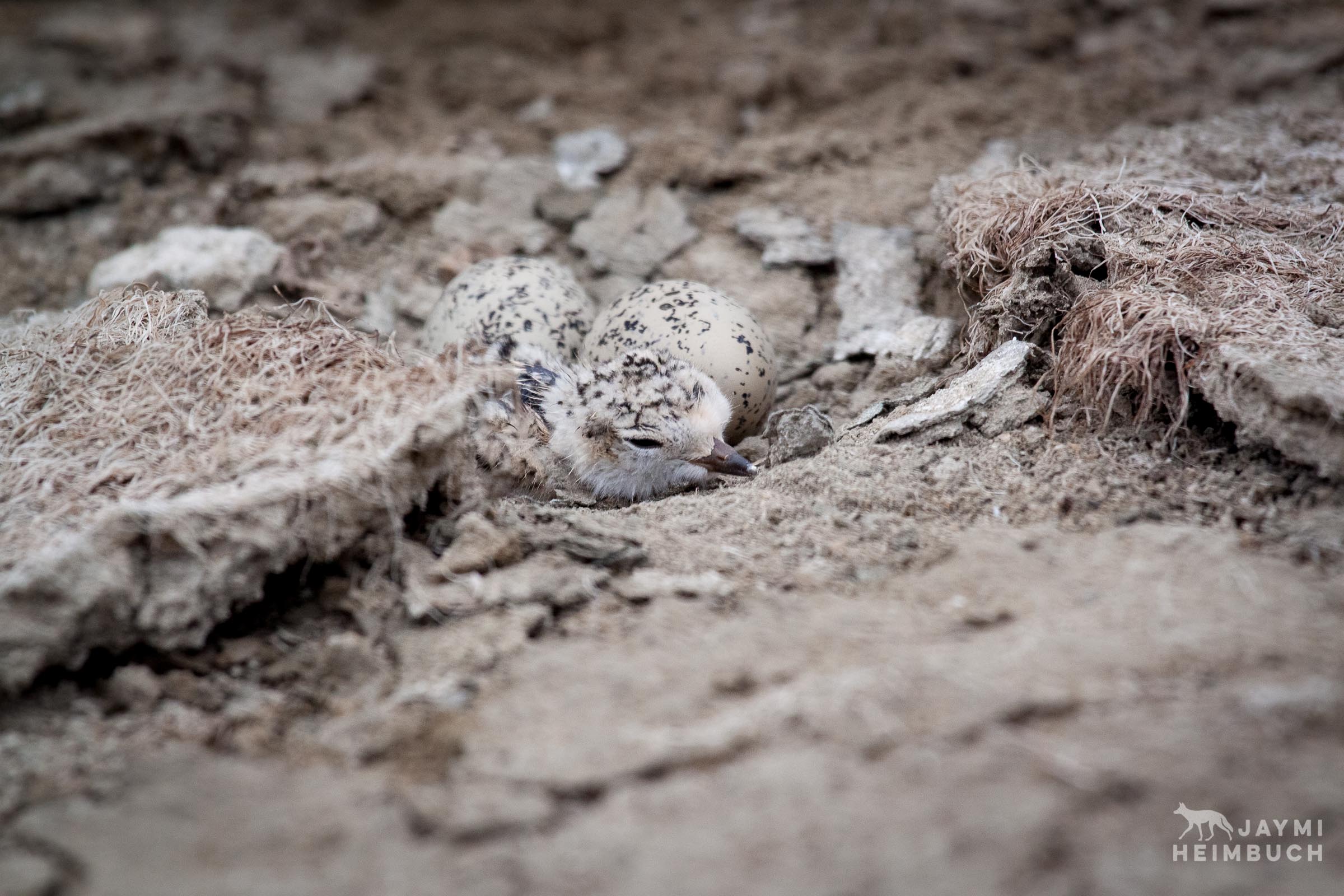 Western snowy plover chick just hatched