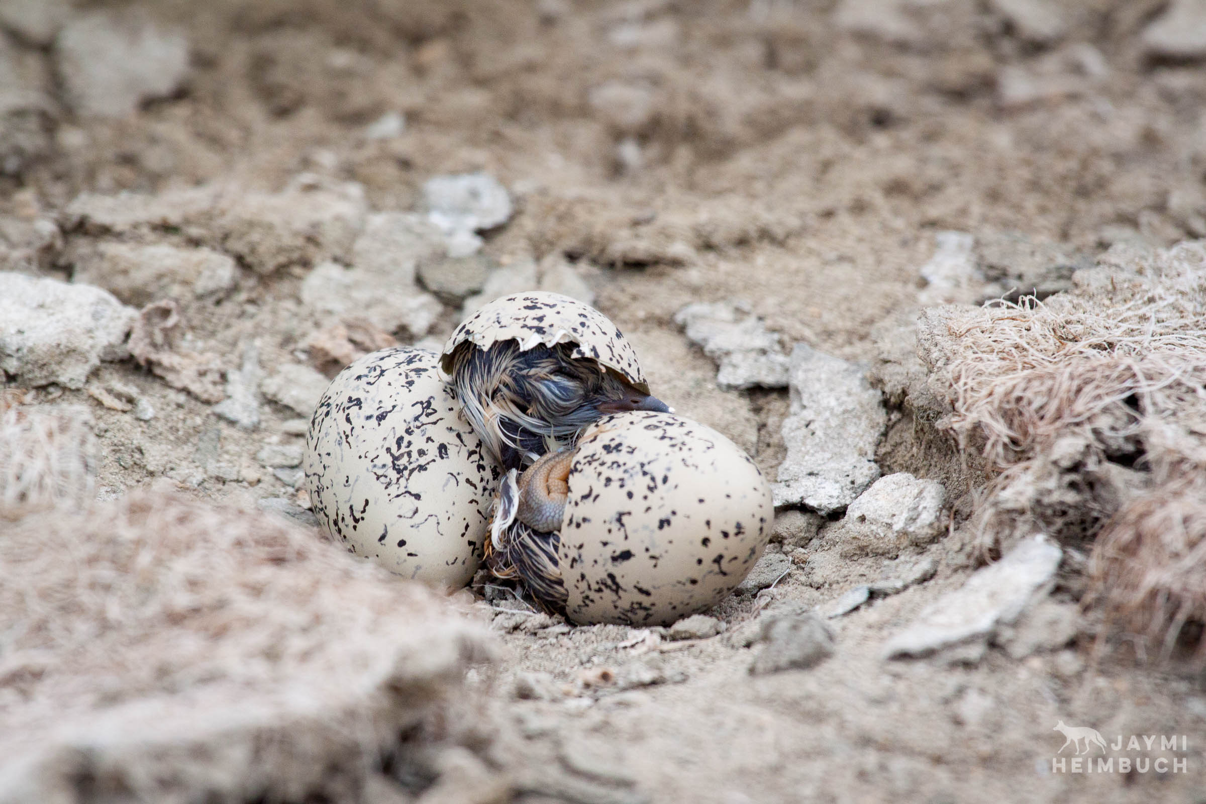 Western snowy plover chick just hatched