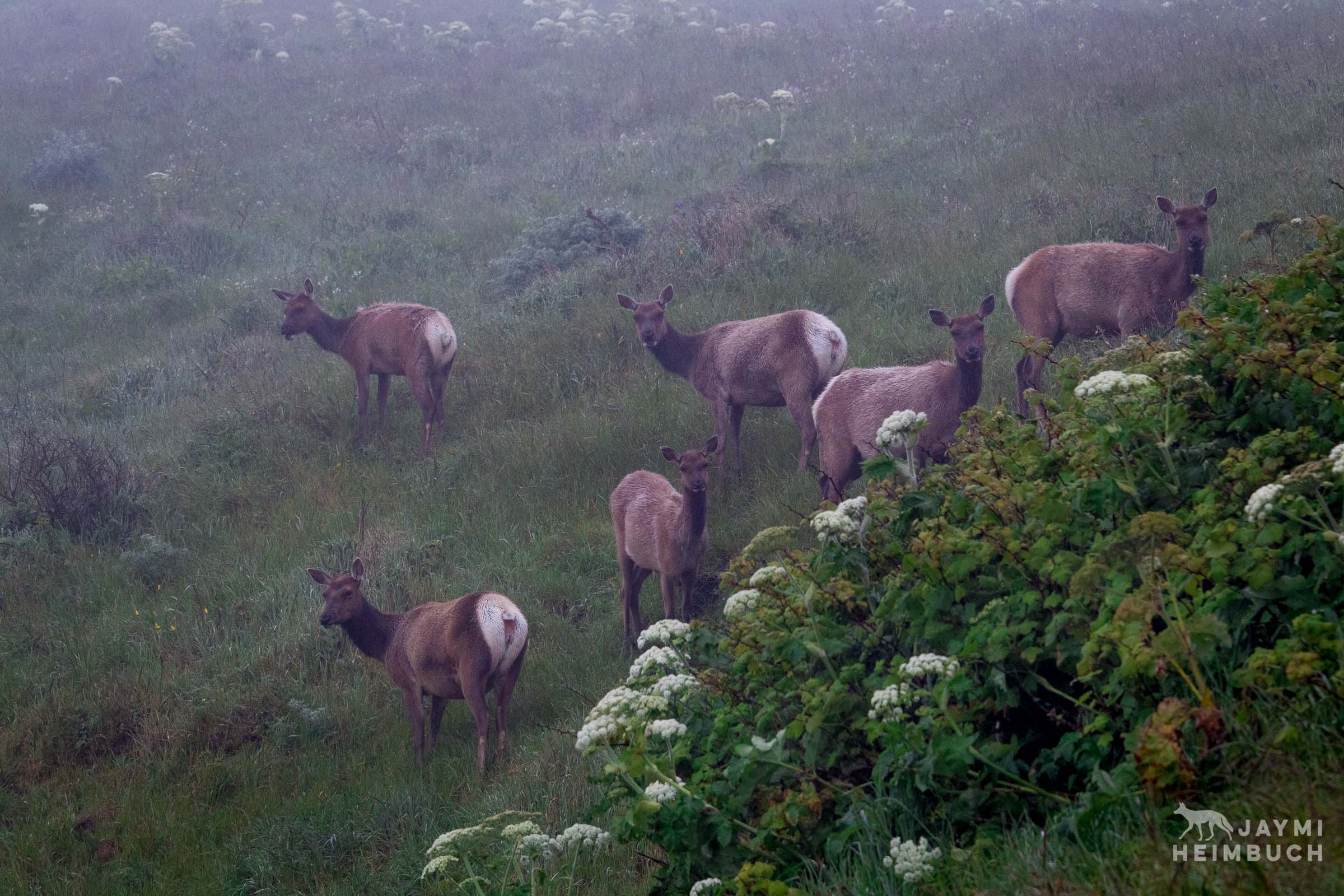 Tule elk cows in the fog, Point Reyes National Seashore