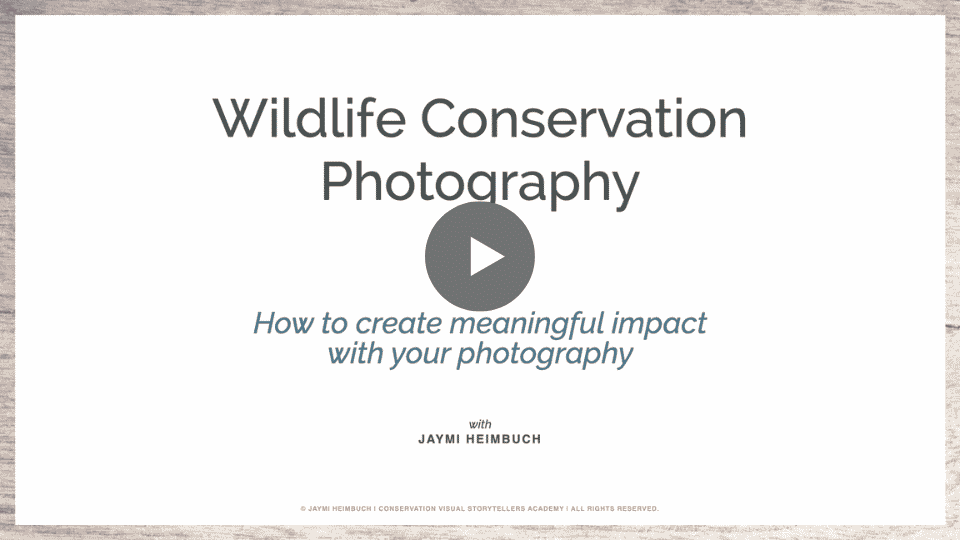 wildlife conservation photography training video thumbnail
